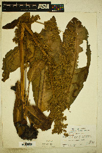 Rumex densiflorus image