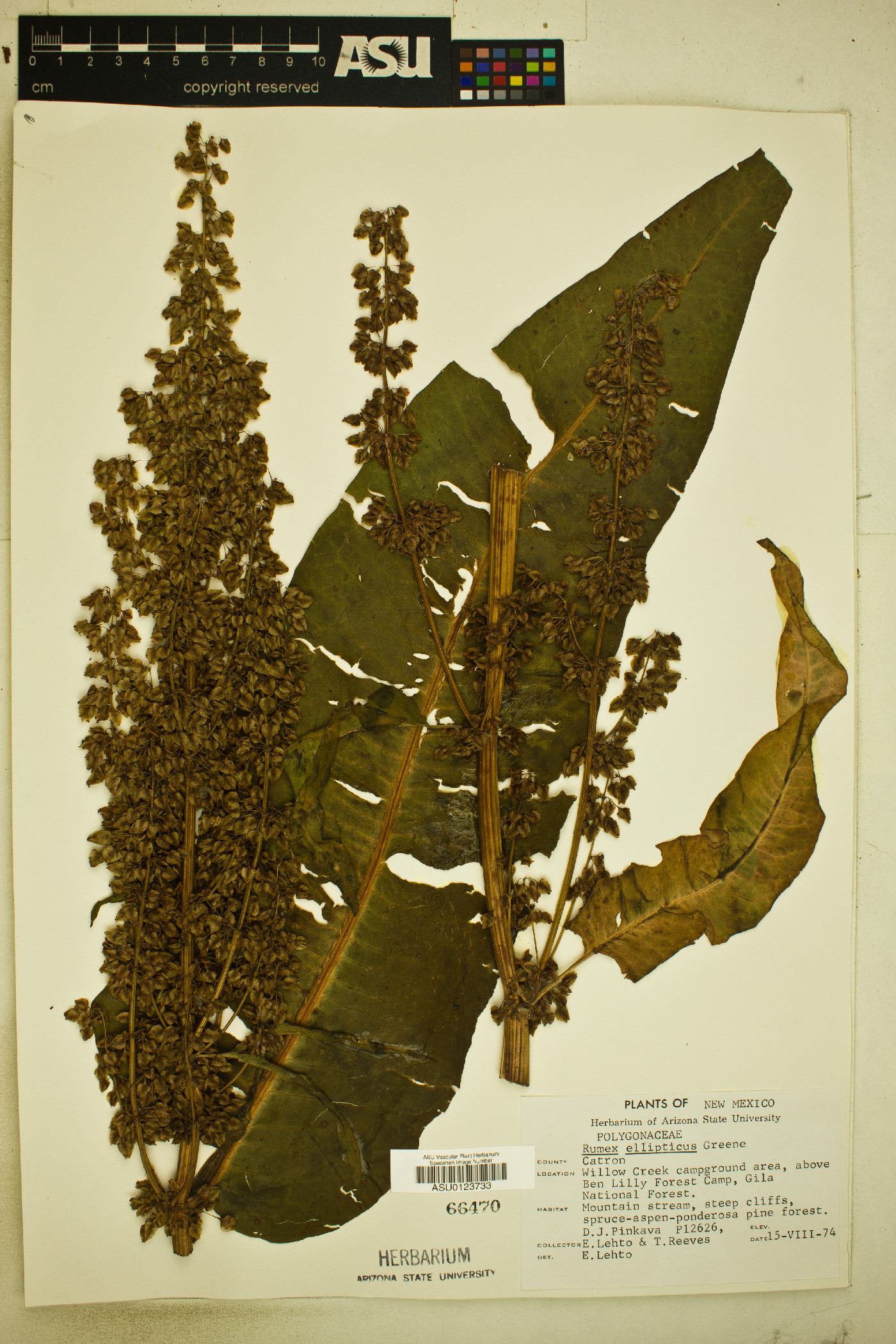 Rumex ellipticus image