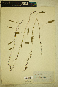 Rumex hastatulus image