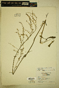 Rumex hastatulus image