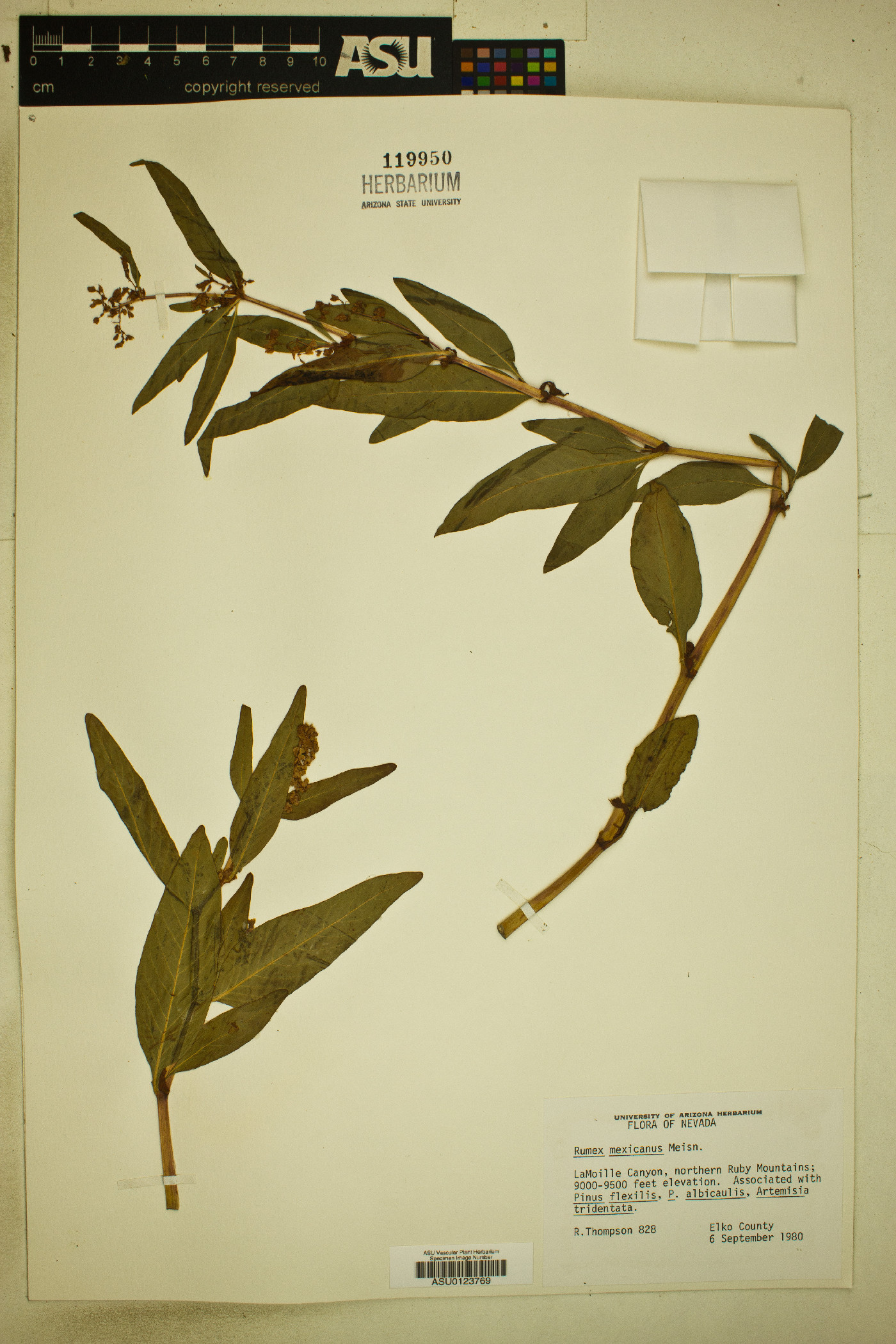 Aconogonum phytolaccifolium image