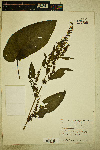 Rumex obtusifolius image