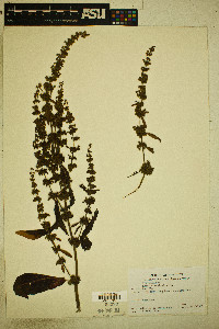 Rumex obtusifolius image