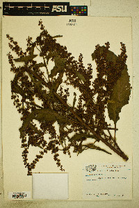 Rumex obtusifolius image