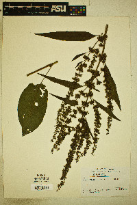 Rumex obtusifolius image