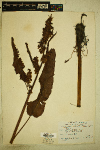 Rumex occidentalis image