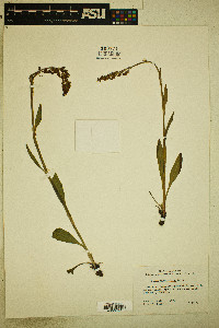 Rumex paucifolius image