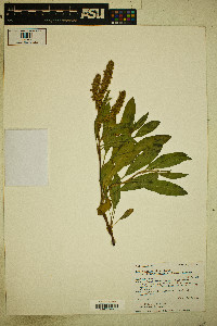 Rumex salicifolius var. mexicanus image