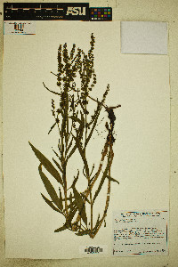 Rumex salicifolius image