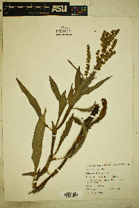 Rumex salicifolius image