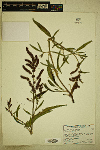 Rumex californicus image