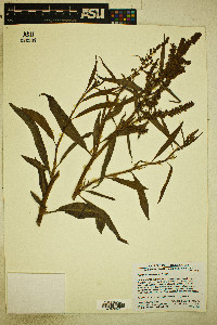 Rumex salicifolius image