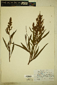 Rumex triangulivalvis image