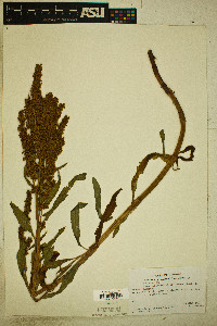 Rumex triangulivalvis image