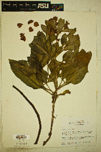 Rumex venosus image