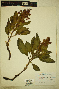 Rumex venosus image