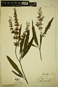 Rumex verticillatus image