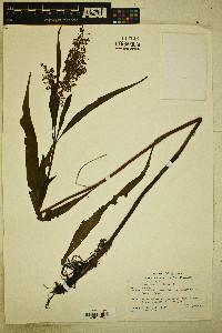 Rumex verticillatus image