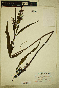 Rumex verticillatus image