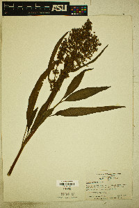 Rumex verticillatus image