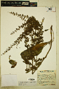 Rumex violascens image