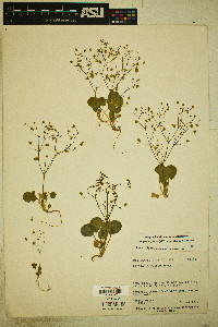 Stenogonum flexum image