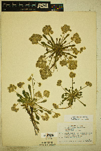 Calyptridium monospermum image