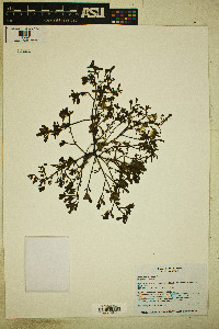 Portulaca oleracea image