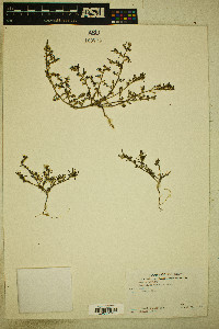 Portulaca halimoides image