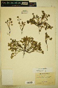 Portulaca pilosa image