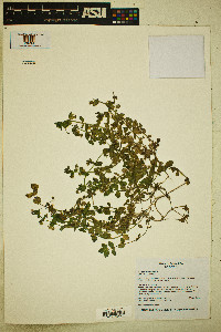 Lysimachia arvensis image