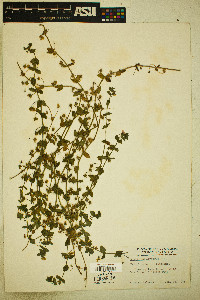 Lysimachia arvensis image