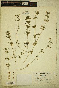 Lysimachia arvensis image