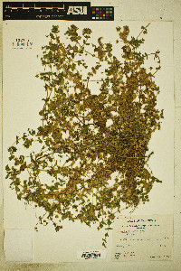Lysimachia arvensis image