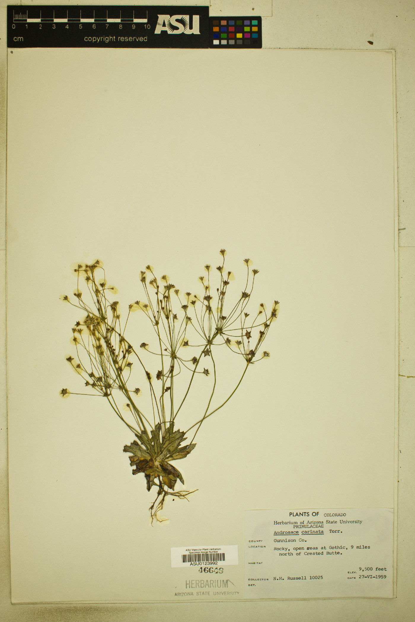 Androsace carinata image