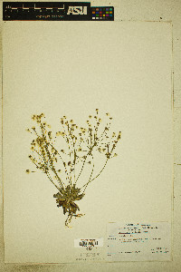 Androsace carinata image