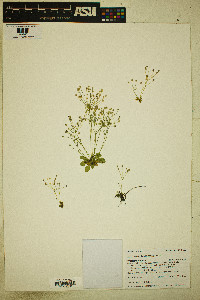 Androsace filiformis image