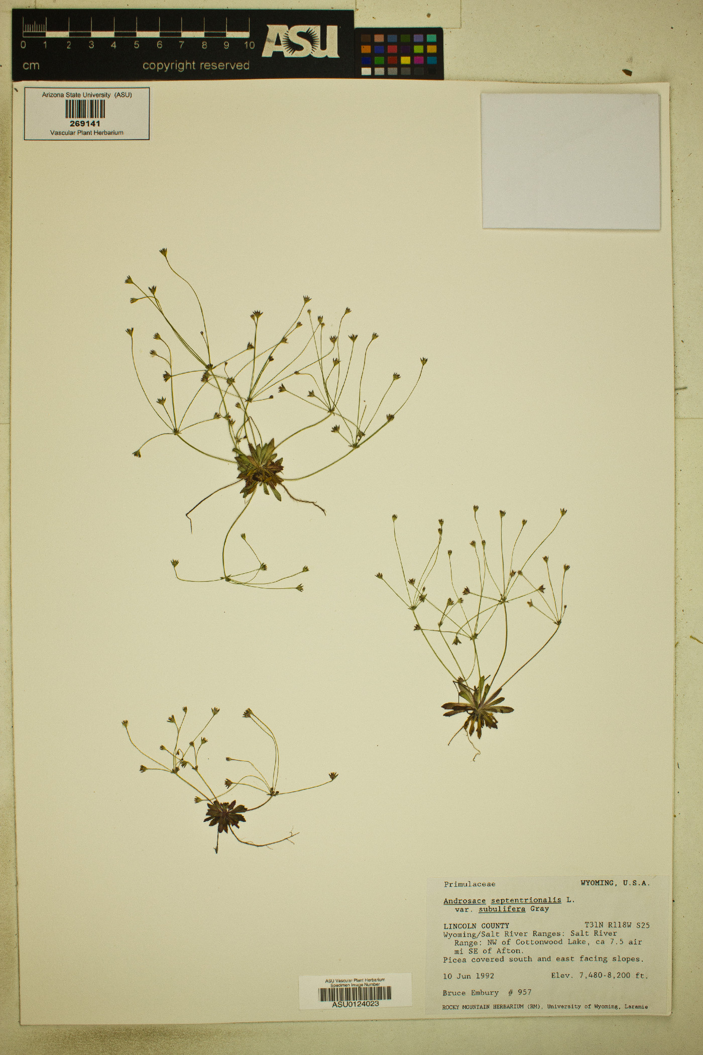 Androsace septentrionalis subsp. subulifera image