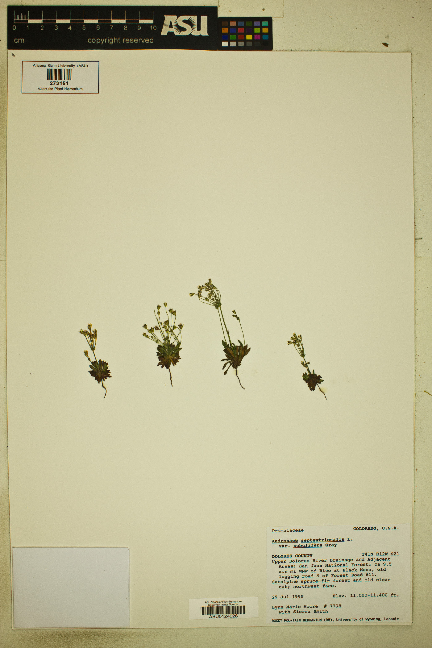 Androsace septentrionalis subsp. subulifera image
