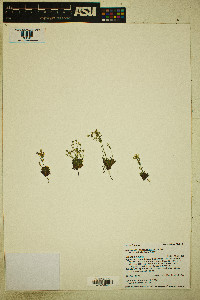 Androsace septentrionalis subsp. subulifera image