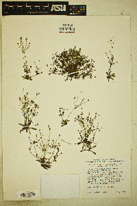 Androsace septentrionalis subsp. puberulenta image