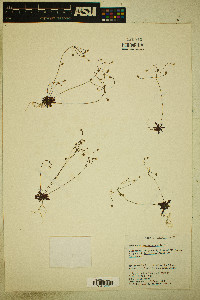 Androsace septentrionalis image