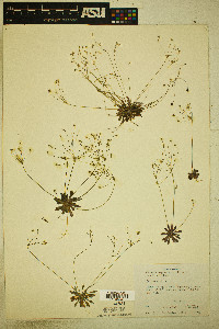 Androsace septentrionalis image