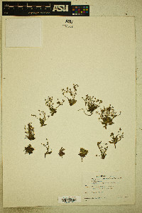 Androsace septentrionalis image