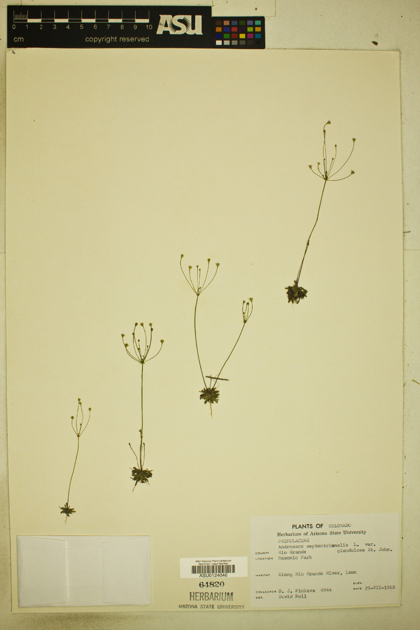 Androsace septentrionalis subsp. glandulosa image