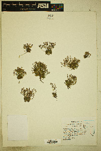 Androsace septentrionalis image