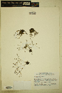 Androsace septentrionalis image