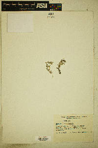 Lysimachia minima image