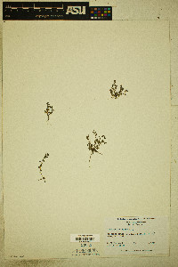 Lysimachia minima image