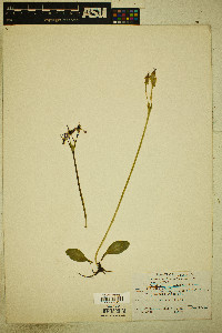 Primula clevelandii var. clevelandii image